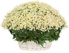 Цветочная композиция из Ромашки в корзине #REPLACE_PRED# Двуреченске